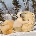 20241027_寒风中的温情_北极熊与幼崽，丘吉尔，曼尼托巴，加拿大_intro_UHD.jpg